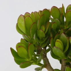 Plant in a Box Jadeplant - Crassula ovata 'Minor' - Hoogte 30-35cm - ⌀17cm