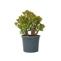 Kamerplanten-Plant in a Box Jadeplant - Crassula ovata 'Sunset' - Hoogte 55-60cm - ⌀30cm
