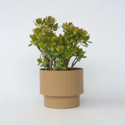 Kamerplanten-Plant in a Box Jadeplant - Crassula ovata 'Sunset' - Hoogte 55-60cm - ⌀30cm