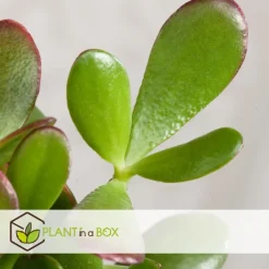 Kamerplanten-Plant in a Box Jadeplant - Crassula ovata 'Sunset' - Hoogte 55-60cm - ⌀30cm