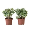 Kamerplanten-Plant in a Box Jadeplant - Set van 2 - Crassula arborescens 'Curly' - Pot 12 cm