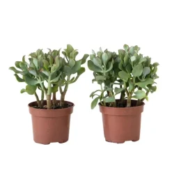 Kamerplanten-Plant in a Box Jadeplant - Set van 2 - Crassula arborescens 'Curly' - Pot 12 cm
