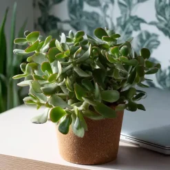 Kamerplanten-Plant in a Box Jadeplant - Set van 2 - Crassula arborescens 'Curly' - Pot 12 cm