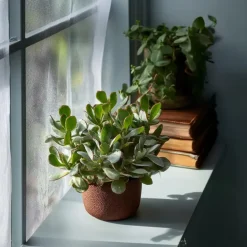 Kamerplanten-Plant in a Box Jadeplant - Set van 2 - Crassula arborescens 'Curly' - Pot 12 cm