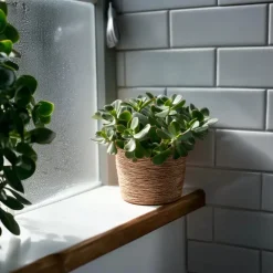 Kamerplanten-Plant in a Box Jadeplant - Set van 2 - Crassula arborescens 'Curly' - Pot 12 cm