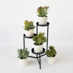 Kamerplanten-Plant in a Box Jadeplant - Set van 2 - Crassula arborescens 'Curly' - Pot 12 cm