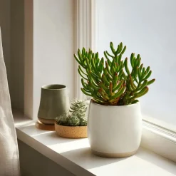 Kamerplanten-Plant in a Box Jadeplant - Set van 2 - Crassula ovata 'Hobbit' - Hoogte 10-20cm - ⌀12cm