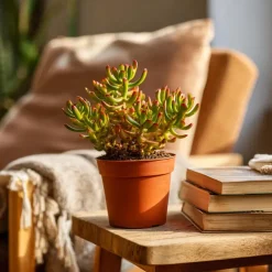 Kamerplanten-Plant in a Box Jadeplant - Set van 2 - Crassula ovata 'Hobbit' - Hoogte 10-20cm - ⌀12cm