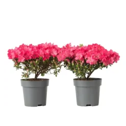 Planten|Tuinplanten-Plant in a Box Japanse azalea - Set van 2 - Rhododendron 'Anouk' - Hoogte 25-40cm - ⌀17cm