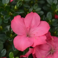 Planten|Tuinplanten-Plant in a Box Japanse azalea - Set van 2 - Rhododendron 'Anouk' - Hoogte 25-40cm - ⌀17cm