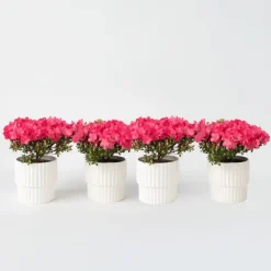 Plant in a Box Japanse azalea - Set van 4 - Rhododendron 'Anouk' - Hoogte 25-40cm - ⌀17cm