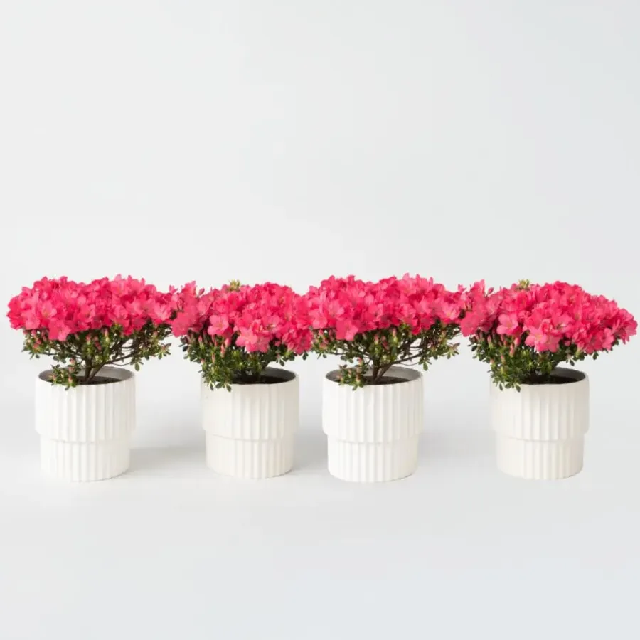Plant in a Box Japanse azalea - Set van 4 - Rhododendron 'Anouk' - Hoogte 25-40cm - ⌀17cm