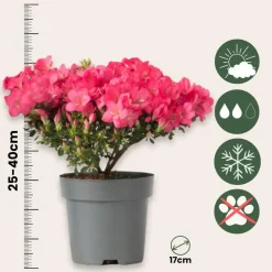 Plant in a Box Japanse azalea - Set van 4 - Rhododendron 'Anouk' - Hoogte 25-40cm - ⌀17cm