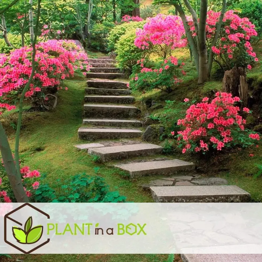 Plant in a Box Japanse azalea - Set van 4 - Rhododendron 'Anouk' - Hoogte 25-40cm - ⌀17cm