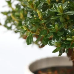Plant in a Box Japanse azalea - Set van 4 - Rhododendron 'Anouk' - Hoogte 25-40cm - ⌀17cm