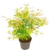 Planten|Bomen-Plant in a Box Japanse Esdoorn - Acer palmatum 'Orange Lace' - Hoogte 60-70cm - ⌀19cm