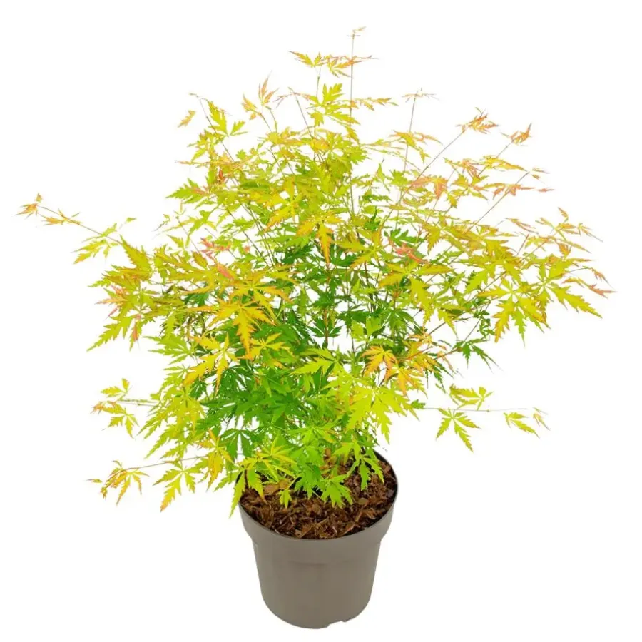 Planten|Bomen-Plant in a Box Japanse Esdoorn - Acer palmatum 'Orange Lace' - Hoogte 60-70cm - ⌀19cm