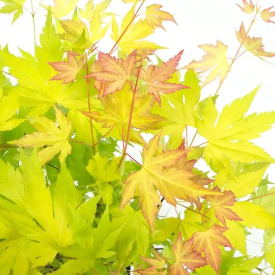 Planten|Bomen-Plant in a Box Japanse Esdoorn - Acer palmatum 'Orange Lace' - Hoogte 60-70cm - ⌀19cm