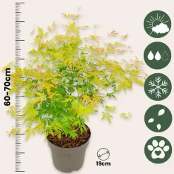 Planten|Bomen-Plant in a Box Japanse Esdoorn - Acer palmatum 'Orange Lace' - Hoogte 60-70cm - ⌀19cm