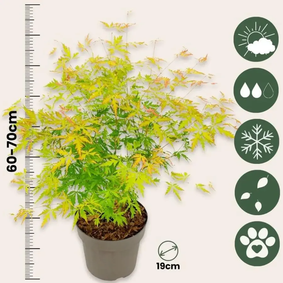 Planten|Bomen-Plant in a Box Japanse Esdoorn - Acer palmatum 'Orange Lace' - Hoogte 60-70cm - ⌀19cm