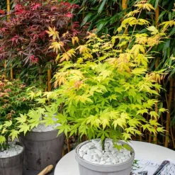 Planten|Bomen-Plant in a Box Japanse Esdoorn - Acer palmatum 'Orange Lace' - Hoogte 60-70cm - ⌀19cm