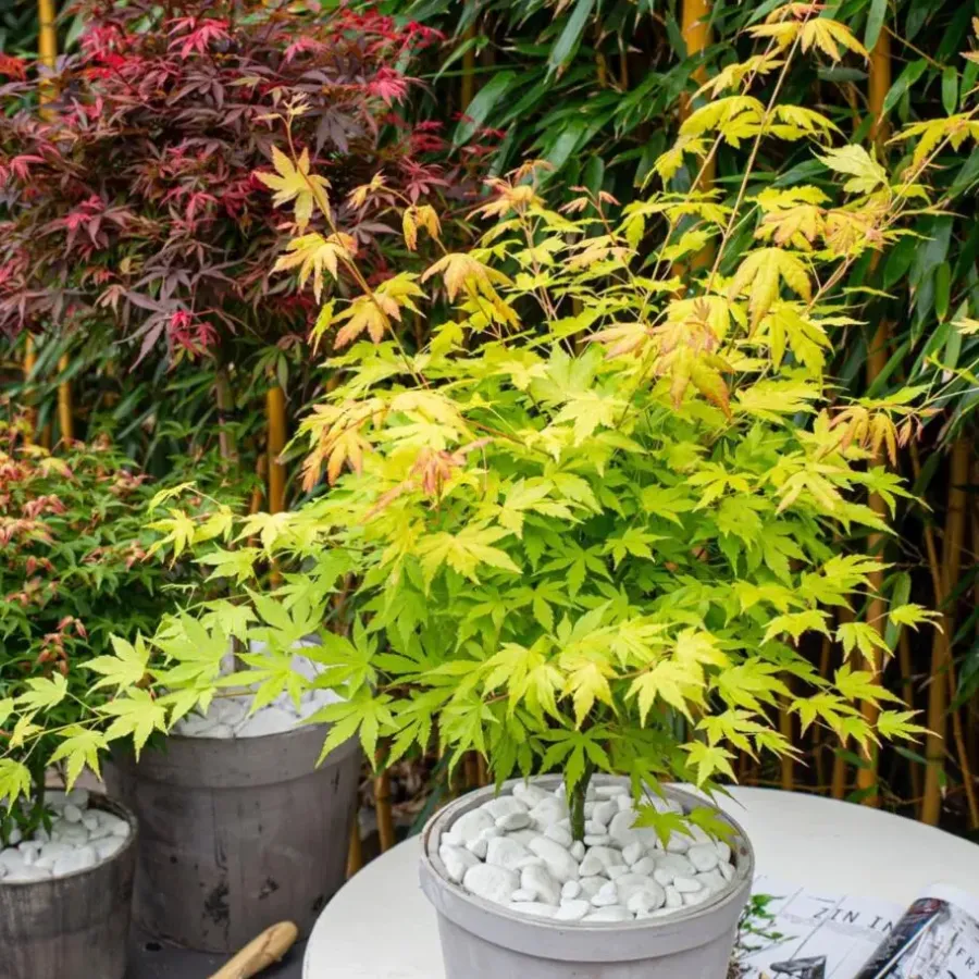 Planten|Bomen-Plant in a Box Japanse Esdoorn - Acer palmatum 'Orange Lace' - Hoogte 60-70cm - ⌀19cm