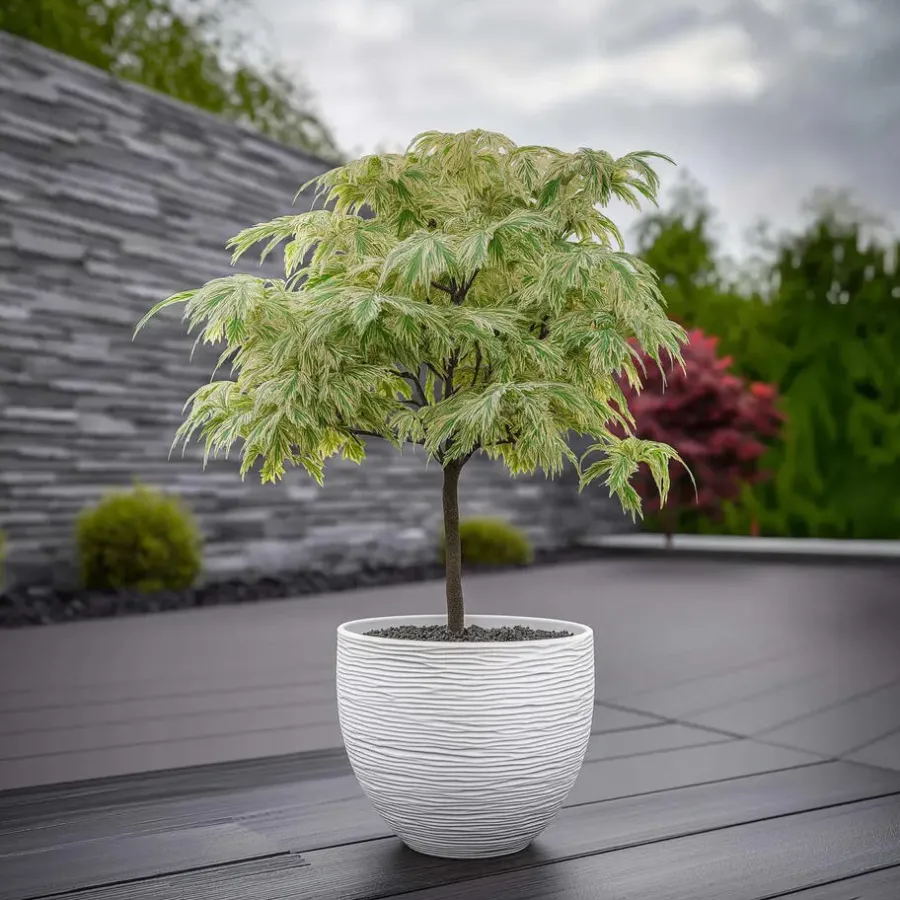 Planten|Bomen-Plant in a Box Japanse Esdoorn - Acer palmatum 'Ukigumo' - Hoogte 50-60cm - ⌀19cm