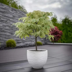Planten|Bomen-Plant in a Box Japanse Esdoorn - Set van 2 - Acer palmatum 'Ukigumo' - Hoogte 50-60cm - ⌀19cm