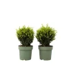 Plant in a Box Japanse hulst - Set van 2 - Ilex crenata 'Jenny' - Hoogte 30-40cm - ⌀17cm