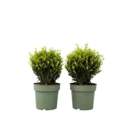 Plant in a Box Japanse hulst - Set van 2 - Ilex crenata 'Jenny' - Hoogte 30-40cm - ⌀17cm