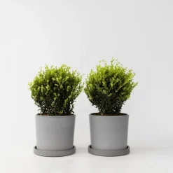 Plant in a Box Japanse hulst - Set van 2 - Ilex crenata 'Jenny' - Hoogte 30-40cm - ⌀17cm