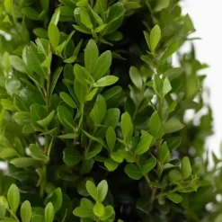Plant in a Box Japanse hulst - Set van 2 - Ilex crenata 'Jenny' - Hoogte 30-40cm - ⌀17cm