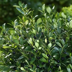 Plant in a Box Japanse hulst - Set van 2 - Ilex crenata 'Jenny' - Hoogte 30-40cm - ⌀17cm