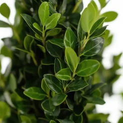 Planten-Plant in a Box Japanse hulst - Set van 2 - Ilex crenata 'Jenny' - Hoogte 55-65cm - ⌀21cm