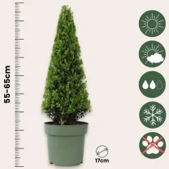 Planten-Plant in a Box Japanse hulst - Set van 2 - Ilex crenata 'Jenny' - Hoogte 55-65cm - ⌀21cm