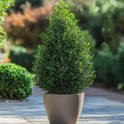 Planten-Plant in a Box Japanse hulst - Set van 2 - Ilex crenata 'Jenny' - Hoogte 55-65cm - ⌀21cm