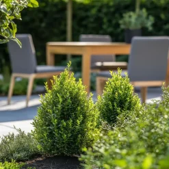 Planten-Plant in a Box Japanse hulst - Set van 2 - Ilex crenata 'Jenny' - Hoogte 55-65cm - ⌀21cm