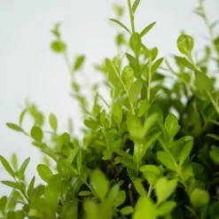 Planten-Plant in a Box Japanse hulst - Set van 2 - Ilex crenata 'Jenny' - Hoogte 55-65cm - ⌀21cm