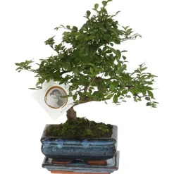 Kamerplanten-Plant in a Box Japanse lep - Zelkova serrata - Hoogte 20-25cm - ⌀15cm