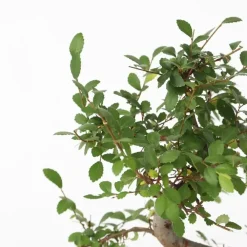 Kamerplanten-Plant in a Box Japanse lep - Zelkova serrata - Hoogte 20-25cm - ⌀15cm