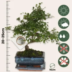 Kamerplanten-Plant in a Box Japanse lep - Zelkova serrata - Hoogte 20-25cm - ⌀15cm