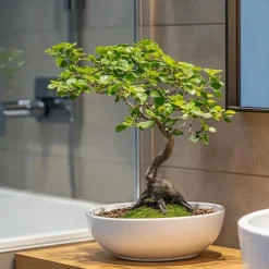 Kamerplanten-Plant in a Box Japanse lep - Zelkova serrata - Hoogte 20-25cm - ⌀15cm