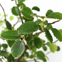 Kamerplanten-Plant in a Box Japanse lep - Zelkova serrata - Hoogte 20-25cm - ⌀15cm
