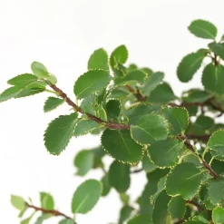 Kamerplanten-Plant in a Box Japanse lep - Zelkova serrata - Hoogte 20-25cm - ⌀15cm