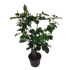 Tuinplanten-Plant in a Box Japanse Roos - Camellia japonica 'Bonomiana' - Hoogte 50-60cm - ⌀15cm