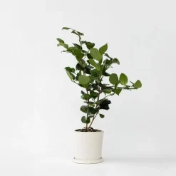 Tuinplanten-Plant in a Box Japanse Roos - Camellia japonica 'Bonomiana' - Hoogte 50-60cm - ⌀15cm