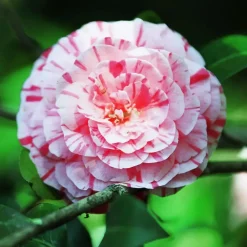 Tuinplanten-Plant in a Box Japanse Roos - Camellia japonica 'Bonomiana' - Hoogte 50-60cm - ⌀15cm