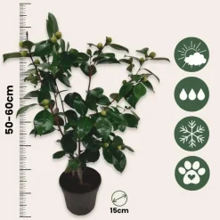 Tuinplanten-Plant in a Box Japanse Roos - Camellia japonica 'Bonomiana' - Hoogte 50-60cm - ⌀15cm