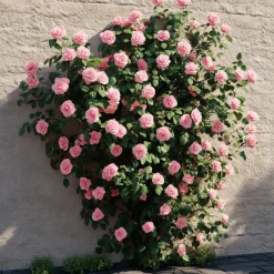Tuinplanten-Plant in a Box Japanse Roos - Camellia japonica 'Bonomiana' - Hoogte 50-60cm - ⌀15cm