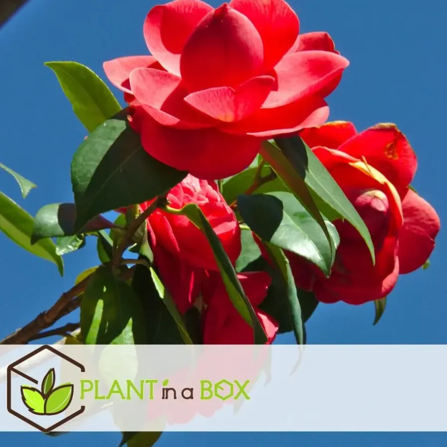 Plant in a Box Japanse Roos - Camellia japonica 'Lady Campbell' - Hoogte 60-70cm - ⌀19cm